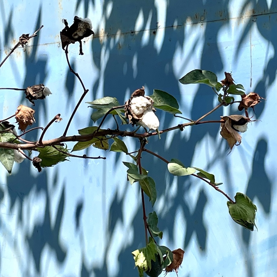 Healing Textiles Design Research Ethiopia - Baumwolle // Cotton