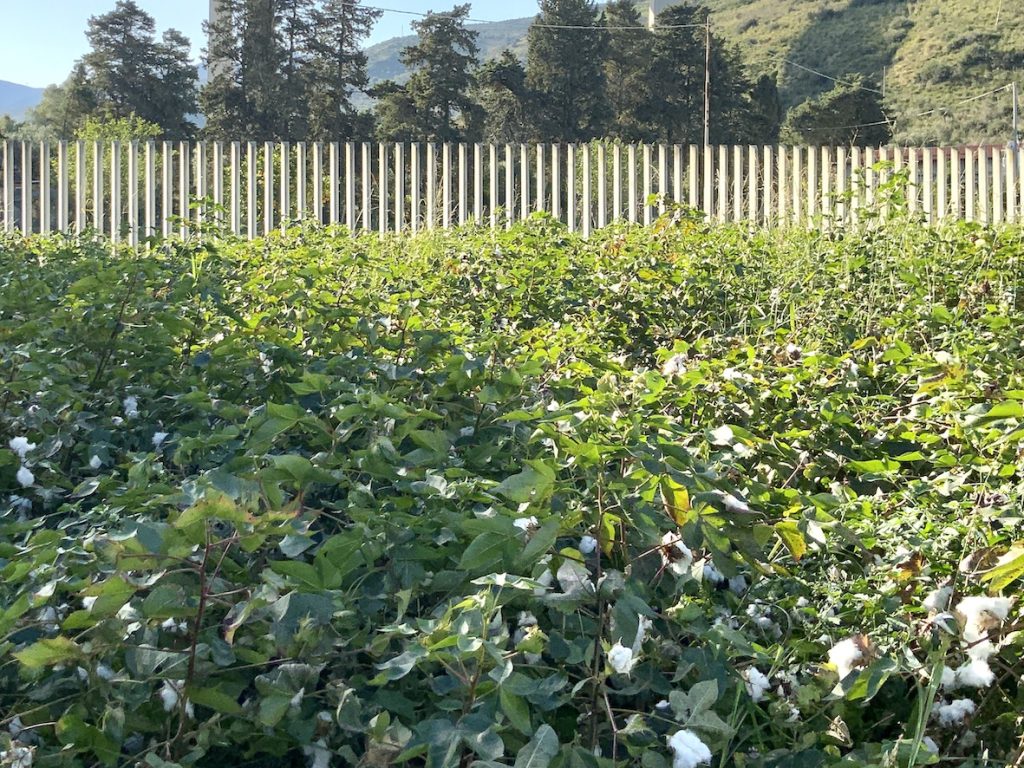 Design Research The Sicily Project - Anbau biologischer Baumwolle // Cultivation of Organic Cotton